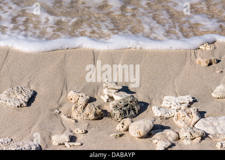 Vague, de coquillages et de coraux sur la plage Banque D'Images