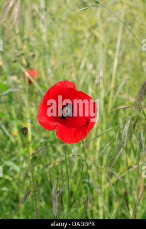 Coquelicot sur le bord d'un champ de l'agriculteur ; fond vert Banque D'Images