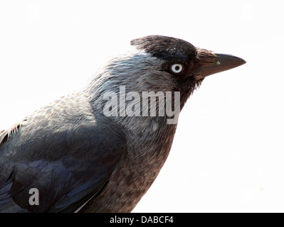 Jackdaw européenne (Corvus monedula) portrait close-up Banque D'Images