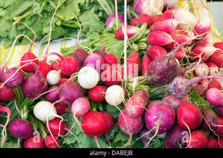 Heirloom et Œuf de Pâques Radis coloré Grappes à Marché de producteurs de fruits et légumes, wc séparés Banque D'Images