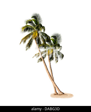 Palmiers isolé sur fond blanc Banque D'Images