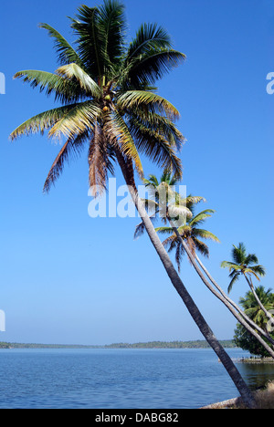 Les cocotiers oblique vers le Kerala Backwaters panoramiques à l'Inde Banque D'Images