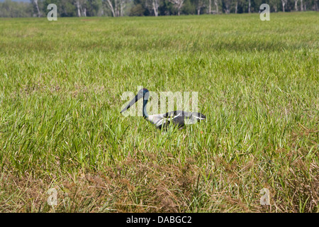 Cigogne à cou noir australien ou snakebird,le parc national de Kakadu, Australie Banque D'Images