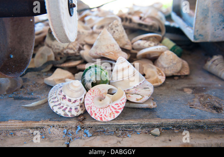 Pearl troca coquillages sont cultivées à One Arm Point, Cape Leveque, dans l'ouest de l'Australie, pour la production de bouton Banque D'Images