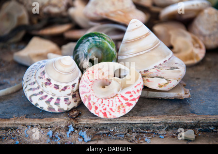 Pearl troca coquillages sont cultivées à One Arm Point, Cape Leveque, dans l'ouest de l'Australie, pour la production de bouton Banque D'Images