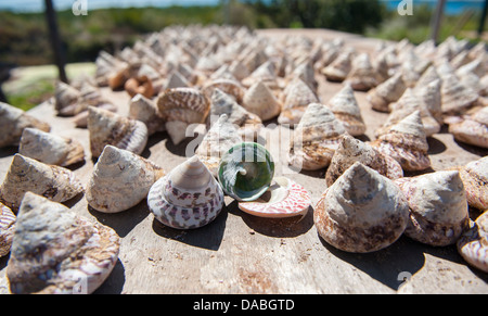 Pearl troca coquillages sont cultivées à One Arm Point, Cape Leveque, dans l'ouest de l'Australie, pour la production de bouton Banque D'Images