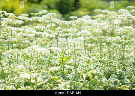 Sol ancien en pleine floraison Aegopodium podagraria variegatum goutweed herb gerard l'herbe de l'évêque Banque D'Images