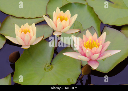 L'eau jaunâtre et rose trois lys lys Nymphea délicate beauté fragile Banque D'Images