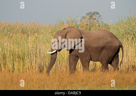 Grand éléphant mâle d'Afrique (Loxodonta africana), dans la région de Caprivi, en Namibie Banque D'Images