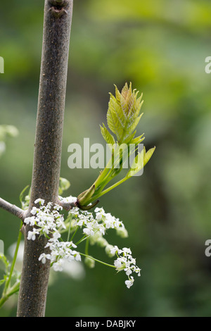 Bouton ; Frêne Fraxinus excelsior ; avec cow parsley Anthriscus sylvestris ; Royaume-Uni ; Banque D'Images