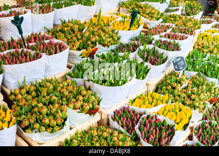 Tulipes pour vente dans le studio rose, le marché aux fleurs flottant, Amsterdam, Pays-Bas, Europe Banque D'Images