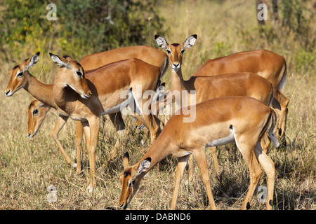 Troupeau d'impalas (Aepyceros melampus) dans le Parc National du Serengeti, Tanzanie Banque D'Images