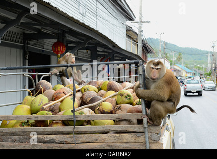 Macaque formés à la collecte des noix de coco à Ko Samui, Thaïlande, Asie du Sud-Est, Asie Banque D'Images