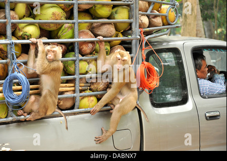 Macaque formés à la collecte des noix de coco à Ko Samui, Thaïlande, Asie du Sud-Est, Asie Banque D'Images