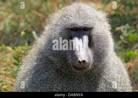 Portrait d'un homme le babouin olive (Papio Anubis) Banque D'Images