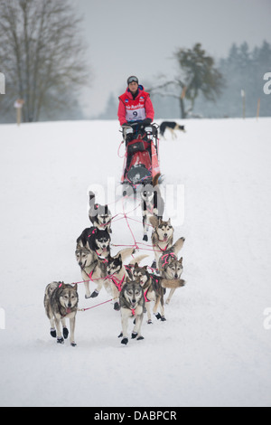 Musher et chiens husky, chien de traîneau, course internationale de La Grande Odyssee Savoie Mont Blanc, Haute-Savoie, France, Europe Banque D'Images