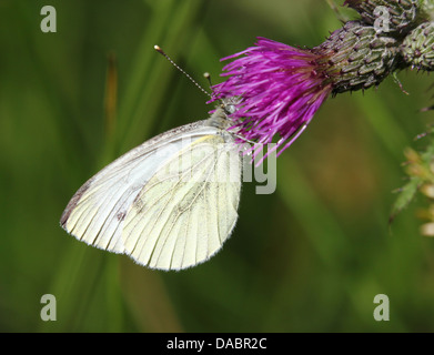 Gros plans macro détaillée de vert-blanc veiné (Pieris Napi) sur diverses fleurs Banque D'Images