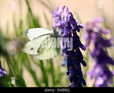 Gros plans macro détaillée de vert-blanc veiné (Pieris Napi) sur diverses fleurs Banque D'Images