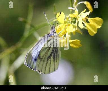 Gros plans macro détaillée de vert-blanc veiné (Pieris Napi) sur diverses fleurs Banque D'Images