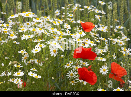 Pâquerettes d'Oxeye, pâquerettes d'Ox, Leucanthemum vulgare et coquelicots Papaver rhoeas à Cranborne, Dorset UK en juillet Banque D'Images