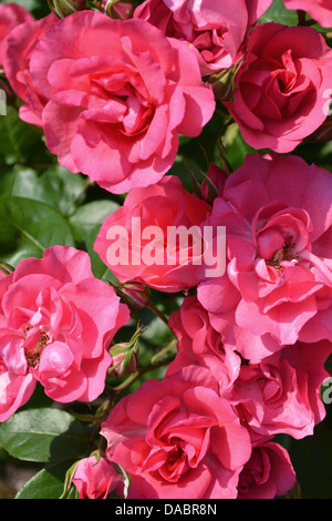 Close up of pink roses, Jardins Southover Grange, Lewes, dans le Sussex, en Angleterre. Banque D'Images