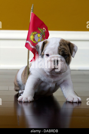 Chiot Bouledogue anglais assis avec un pavillon de Marine un plancher de bois Banque D'Images
