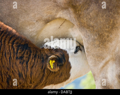 Agriculture animaux bovins vaches veaux boire des trayons du pis Banque D'Images