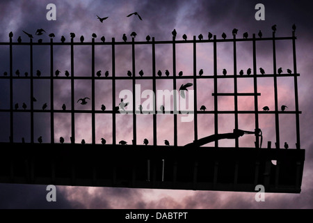 Les oiseaux sur un moulin à vent au crépuscule à Kinderdijk aux Pays-Bas Banque D'Images