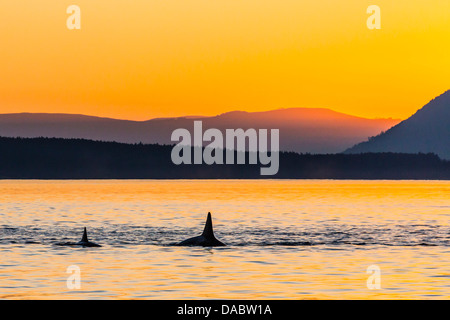 Les épaulards (Orcinus orca) surfacing au coucher du soleil, Haro, l'île Saturna (Colombie-Britannique), Canada, Amérique du Nord Banque D'Images