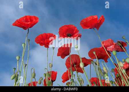 Coquelicots Papaver rhoeas contre le ciel à Burnham Market Norfolk UK Juin Banque D'Images