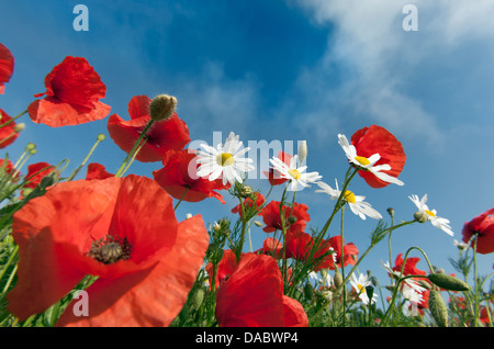 Coquelicots Papaver rhoeas contre le ciel à Burnham Market Norfolk UK Juin Banque D'Images