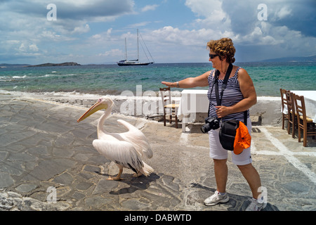 Le célèbre pélican de l'île de Mykonos en Grèce Banque D'Images