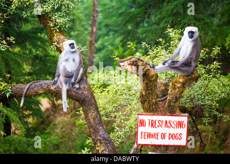 Les singes Langur, pas Trespasssing, attention au chien sign in Landour, Mussoorie, Inde Banque D'Images