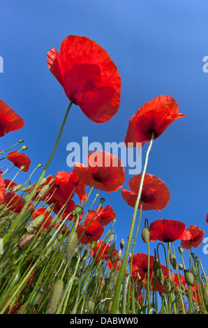 Coquelicots Papaver rhoeas contre le ciel à Burnham Market Norfolk UK Juin Banque D'Images