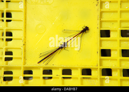 Large red damselflles Nymhula, Pyrrhosoma l'accouplement sur une caisse de pêche en plastique jaune Banque D'Images