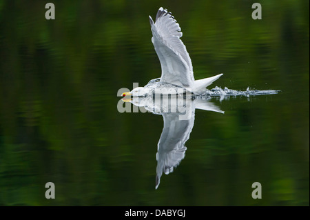 European herring gull Larus argentatus, Norvège Banque D'Images