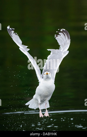 European herring gull Larus argentatus, Norvège Banque D'Images