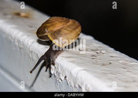 L'escargot sur le rail Banque D'Images