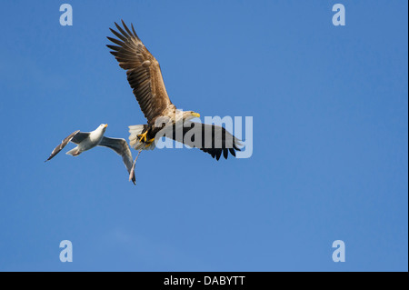 Bataille aérienne, le pygargue à queue blanche et européenne, le goéland argenté, Larus argentatus (Haliaeetus albicilla), Norvège Banque D'Images