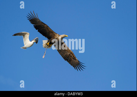 Bataille aérienne, le pygargue à queue blanche et européenne, le goéland argenté, Larus argentatus (Haliaeetus albicilla), Norvège Banque D'Images