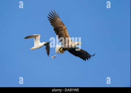 Bataille aérienne, le pygargue à queue blanche et européenne, le goéland argenté, Larus argentatus (Haliaeetus albicilla), Norvège Banque D'Images