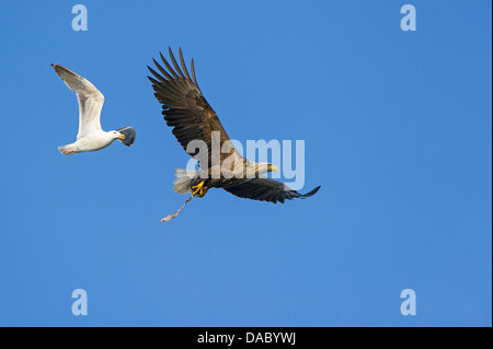 Bataille aérienne, le pygargue à queue blanche et européenne, le goéland argenté, Larus argentatus (Haliaeetus albicilla), Norvège Banque D'Images