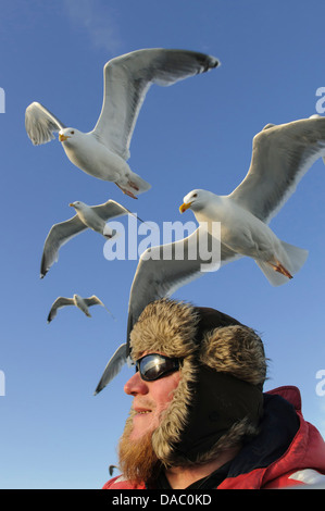 Le goéland argenté européen sur la tête, Larus argentatus, Norvège Banque D'Images