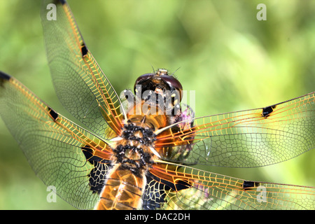Four-spotted Chaser (Libellula quadrimaculata) dragonfly Banque D'Images