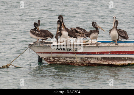 Le Pélican brun reste en appui sur le rail de pont d'un petit bateau de pêche ancré dans Los Organos village près de Mancora, Pérou. Banque D'Images