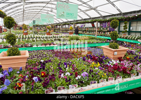 Affichage des plantes du printemps à un UK garden centre, Berkshire, Angleterre, Royaume-Uni. Banque D'Images