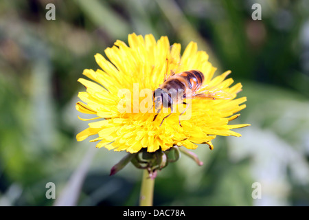 C'est une abeille sur la fleur de pissenlit. Banque D'Images