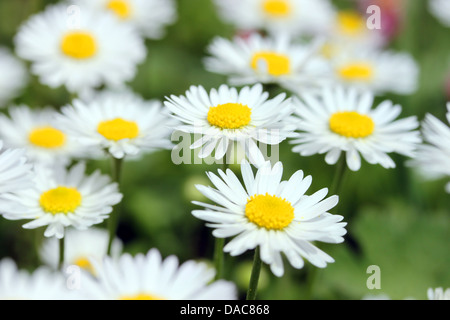 Marguerite blanche fleur, closeup shot, peu profonde dof. Banque D'Images