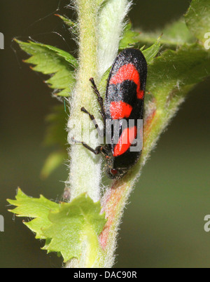 Close-up de la petite black-et-rouge ou froghopper spittlebug (Cercopis vulnerata), l'ouverture des ailes Banque D'Images