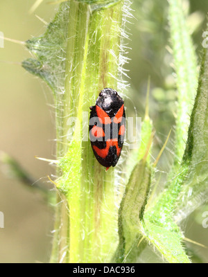 Close-up de la petite black-et-rouge ou froghopper spittlebug (Cercopis vulnerata), l'ouverture des ailes Banque D'Images